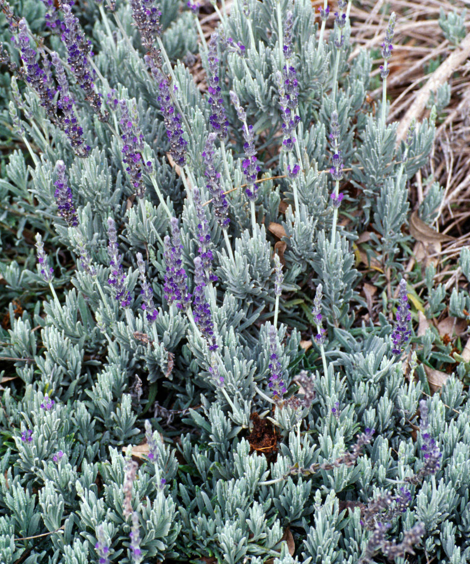 lavender Goodwin Creek Gray flowering in summer border