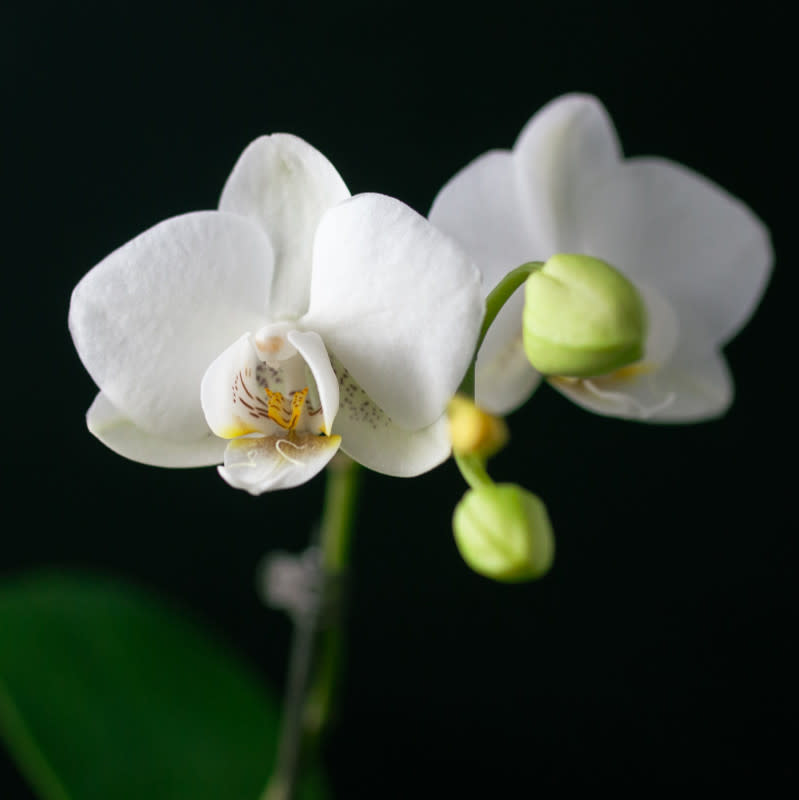 Close-up of a moth orchid.<p>Susan Jang/Unsplash</p>