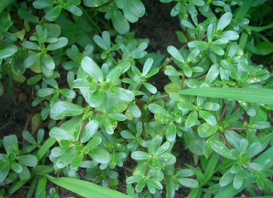 <body><p>If you've ever tried foraging for your own wild morels or blueberries, consider also purslane. This supernutritious leafy vegetable grows in nearly every region and is highly prized around the world. If you'd rather not chow down on this treat, use it as a ground cover, where it breaks up hard soil and stabilizes soil moisture.</p></body>