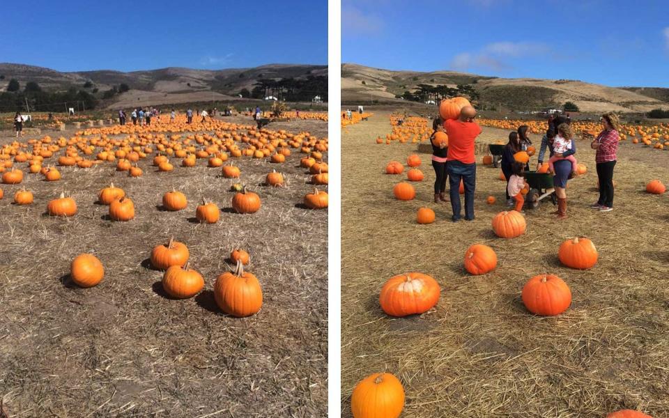 1. Bob's Vegetable Stand & Pumpkin Farm