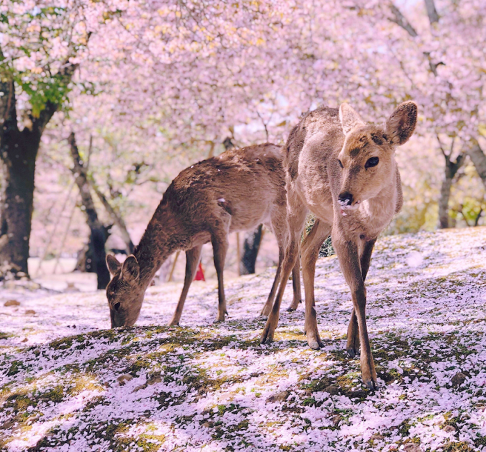 [Japan Cherry Blossom Season Limited] Nara Yoshino Cherry Blossom One-day Tour｜Osaka Departure from Shinsaibashi. (Photo: KKday SG)