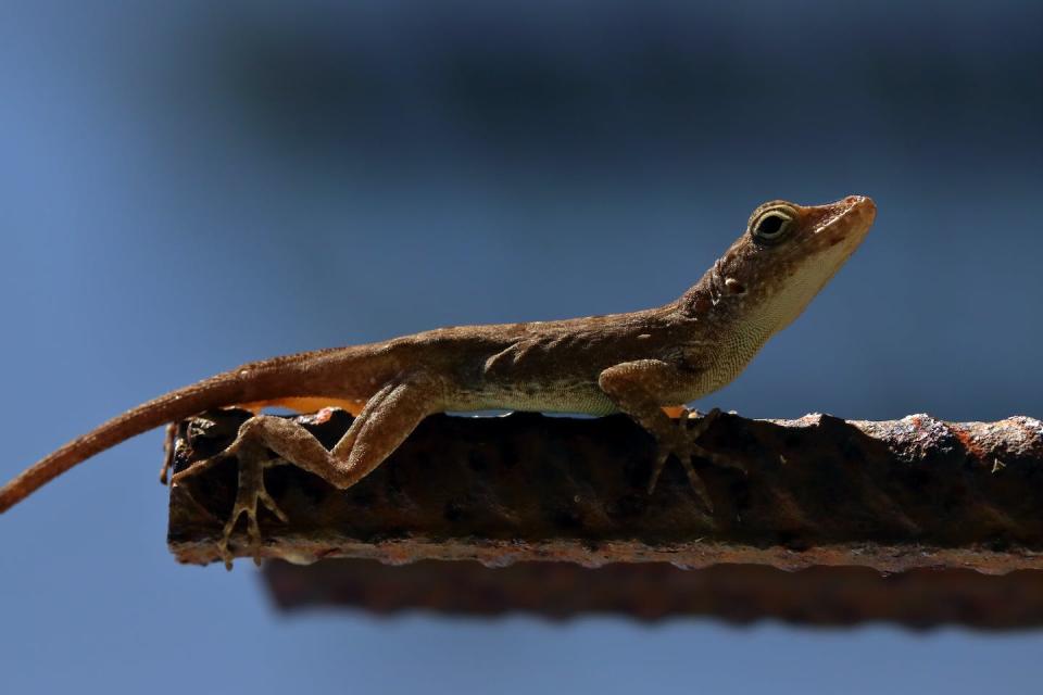 Anolis lizards living in urban areas in Puerto Rico have evolved longer limbs. (Shutterstock)