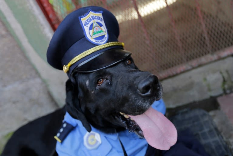 A dog in a police uniform is seen during a mass for Saint Lazarus