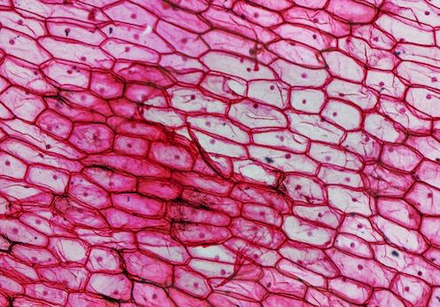 onion epidermal cells under microscope