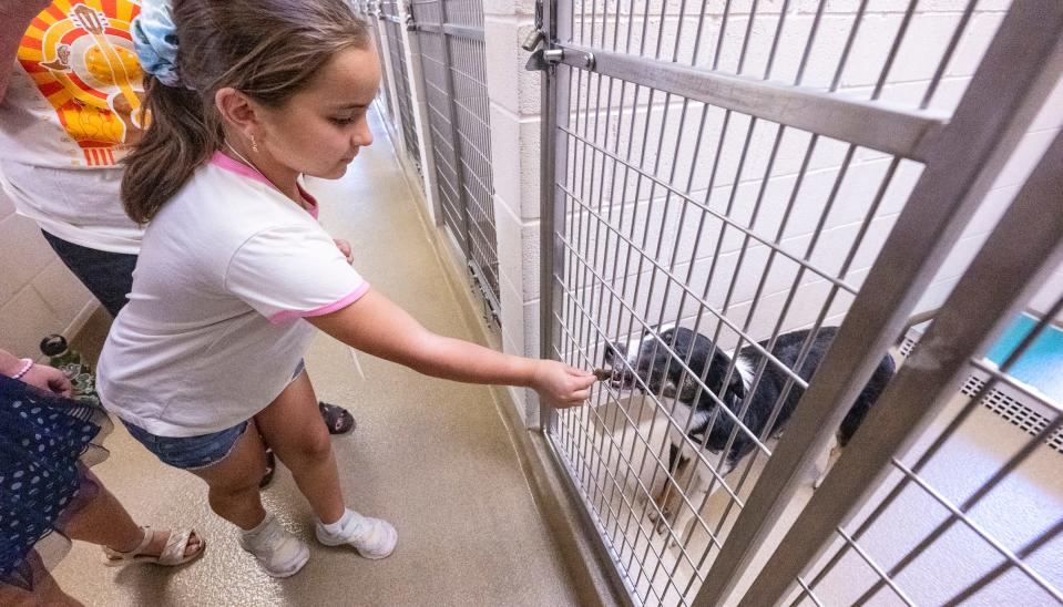 Peyton Belk and other Lincoln Elementary students from Exeter gives a treats to dogs in the Visalia Animal Care Center on Tuesday, June 20, 2023. She and nine schoolmates read to the dogs once a week during the summer program.