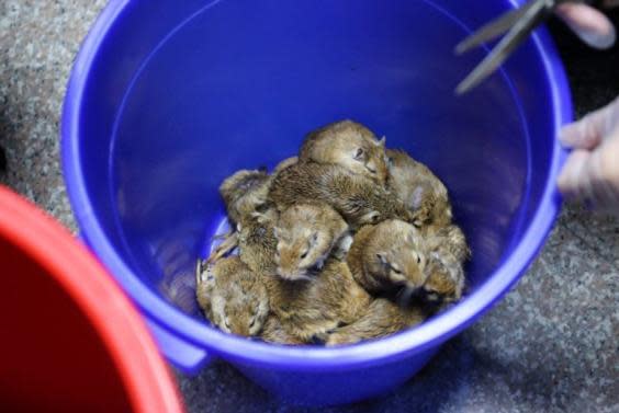 The gerbils were hidden under the woman's skirt (Coast Guard Administration)