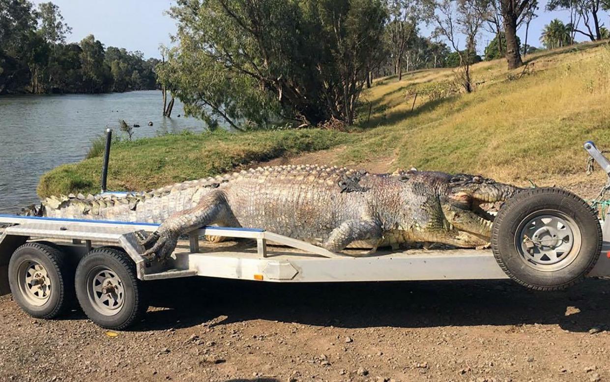 The 5.2-metre male crocodile was killed by a single gunshot to the head - AFP