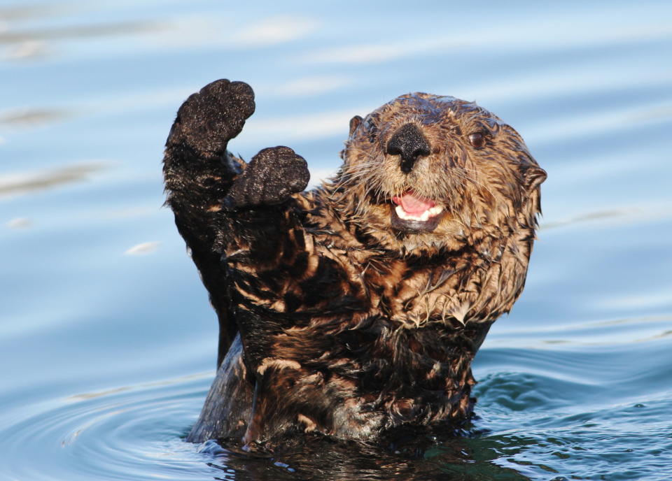 Sea Otter (Enhydra lutris)