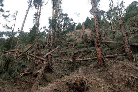 A general view of the damaged trees, after Indian military aircrafts struck on February 26, according to Pakistani officials, in Jaba village, near Balakot, Pakistan, March 7, 2019. REUTERS/Akhtar Soomro