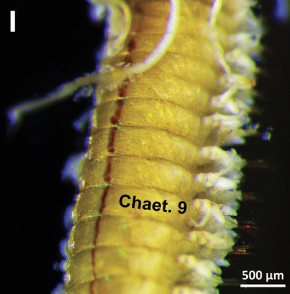 Ragworms have a prominent blood vessel that runs the length of their body, according to the study.