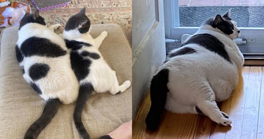 美國一隻家貓帕奇斯因為擁有驚人的體重，因此減肥過程受到許多粉絲關注。（圖／Facebook／Patches