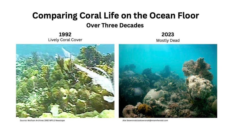 Comparing coral life on the ocean floor in the Florida Keys from 1992 to 2023. 1992 shows what scientists considered about 20-30% stony coral cover, and 2023 shows a mostly dead reef with a few bleached corals that attempt to recover after this year’s bleaching, according to NOAA scientist Ian Enochs.