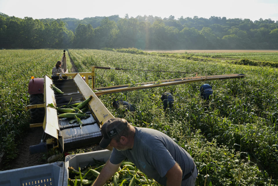 Migrant farmworkers pick sweet corn in a field, Friday, July 7, 2023, at a farm in Waverly, Ohio. As Earth this week set and then repeatedly broke unofficial records for average global heat, it served as a reminder of a danger that climate change is making steadily worse for farmworkers and others who labor outside. (AP Photo/Joshua A. Bickel)