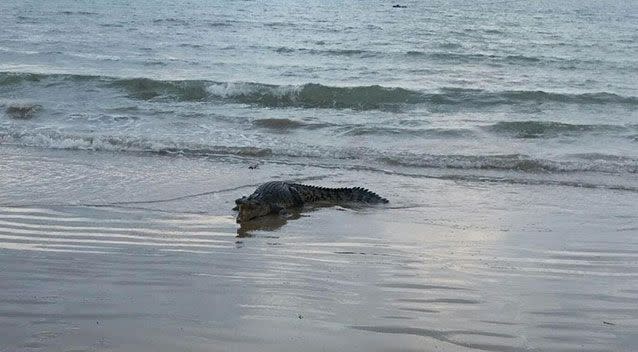 The crocodile was spotted on Kewarra Beach in Cairns. Source: Facebook/ Rach and Geoff Lacey