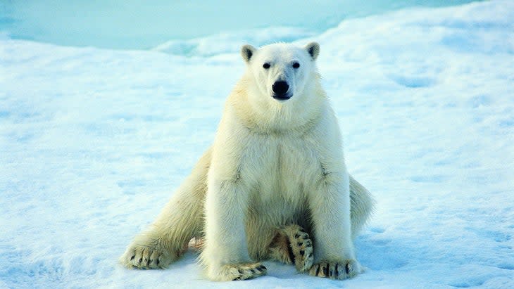 Says a guide; "They are beautiful animals and their power is evident. Even seeing polar-bear tracks is thrilling." (Photo: Joel Simon/Getty) 