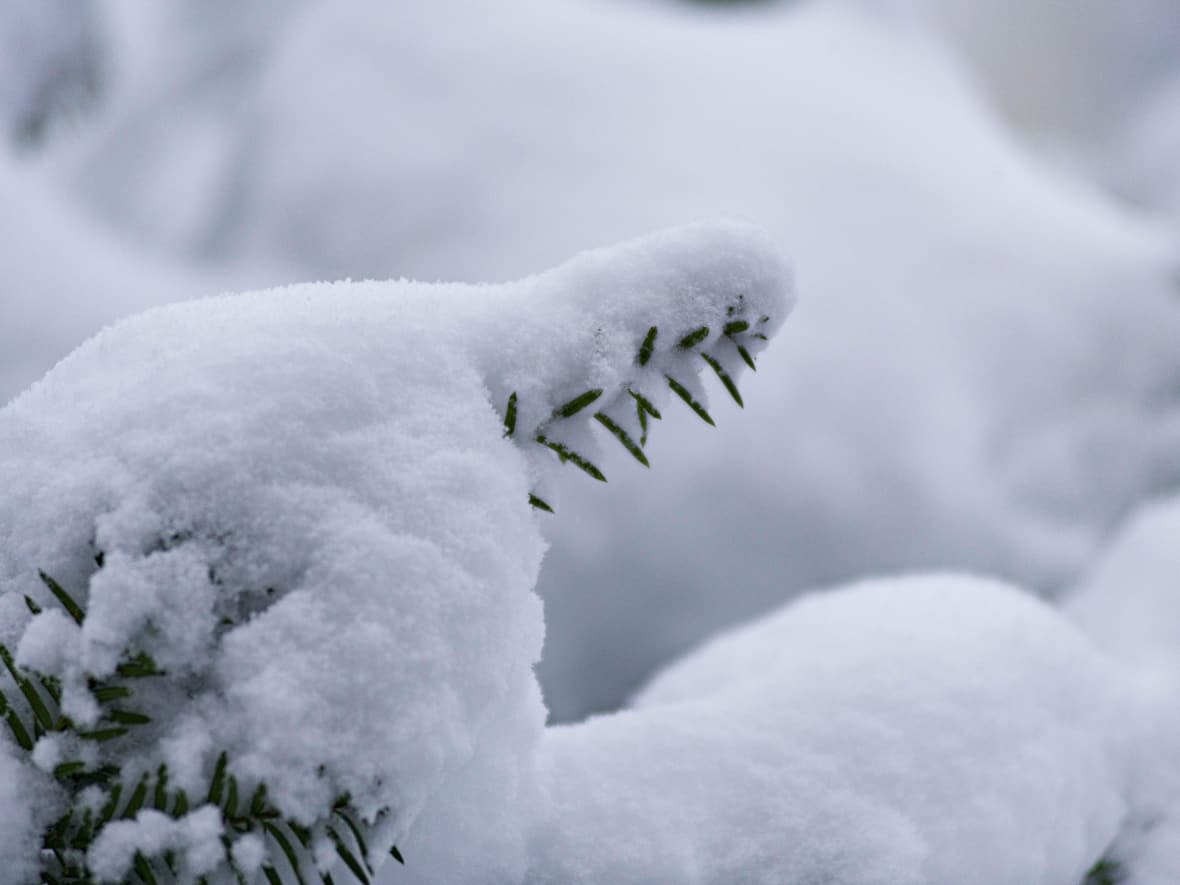 About 40 centimetres of snow fell in southern New Brunswick Saturday. (Radio-Canada - image credit)