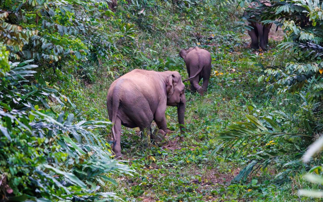 Pygmy elephants wander in the green of Deramakot Forest Reserve