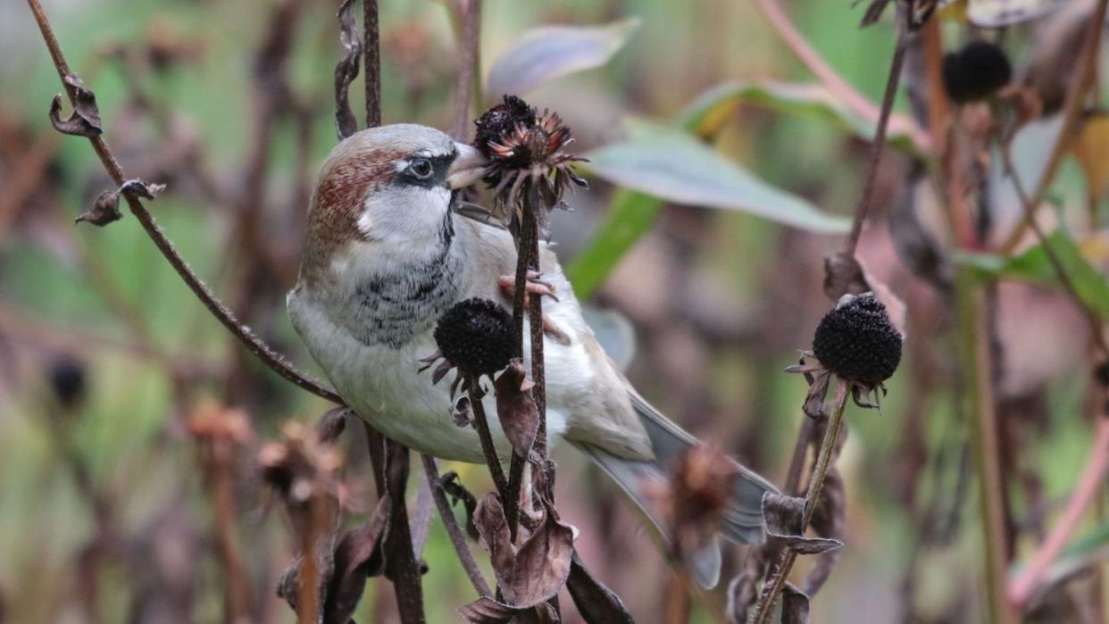 Der Haussperling, auch bekannt als Spatz, zählt zu den noch recht häufig vorkommenden Vogelarten.