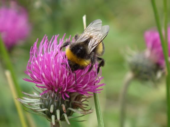 A wild bee delves into a nectar-rich flower.