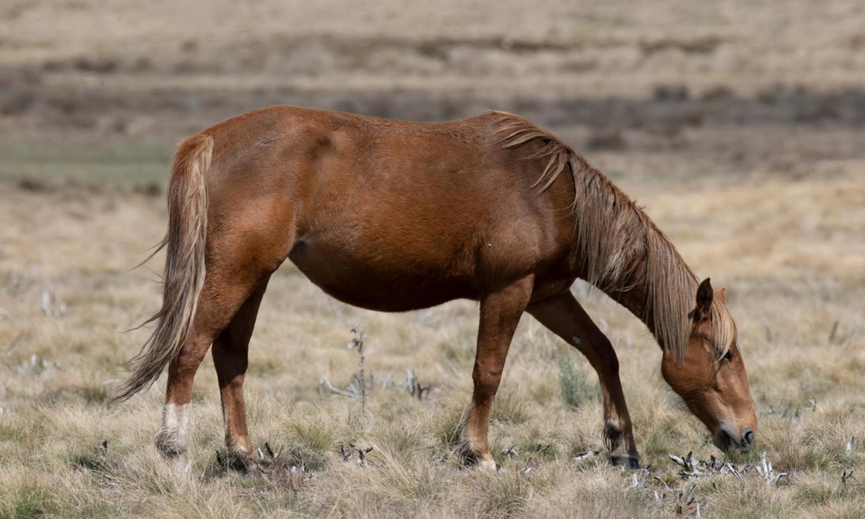 <span>NSW Nationals MP Wes Fang, who is based in Wagga Wagga, says the allegation is ‘incredibly concerning’. File photo of a brumby in Kosciuszko national park.</span><span>Photograph: Mike Bowers/The Guardian</span>