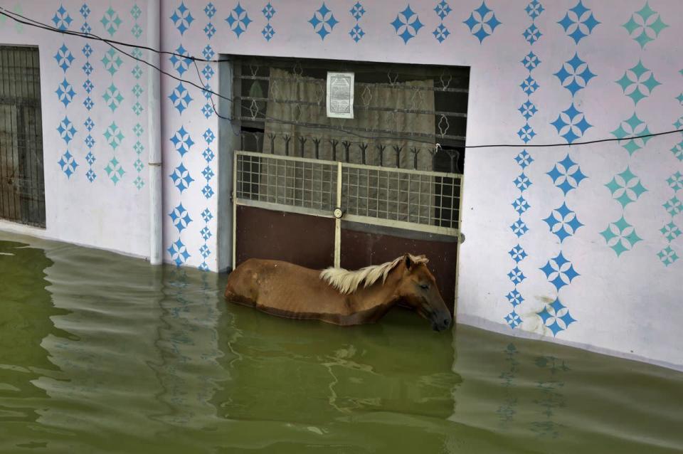 Ein Pferd versucht sich im indischen Allahabad durch Wassermaßen zu kämpfen. Schwere Monsunregenfälle im Norden Indiens haben dafür gesorgt, dass die Flüsse Ganges und Yamuna über die Ufer getreten waren. (Bild: Rajesh Kumar Singh/AP)