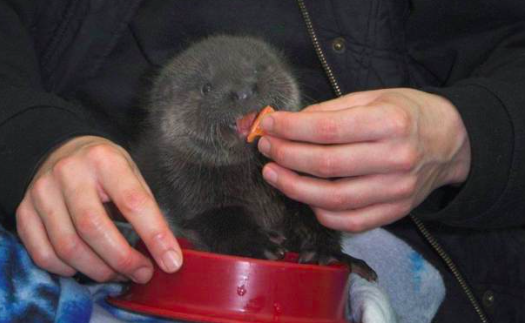 This Baby Otter Was Found Crying And Alone After Losing His Mother In Storm  Desmond