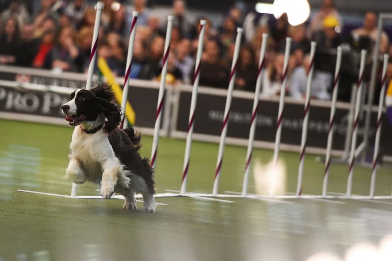 A dog competes in the Masters Agility Championship during the Westminster Kennel Club Dog Show in New York