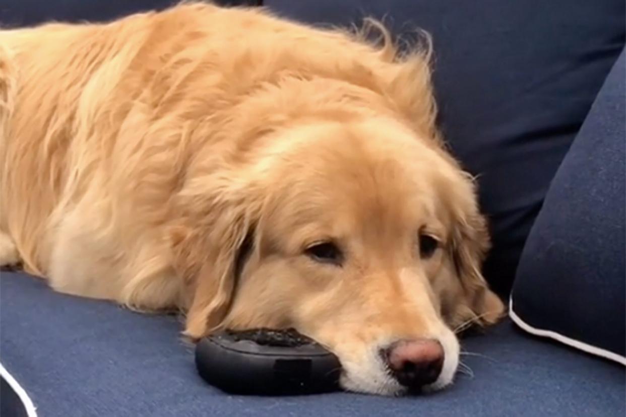 golden laying on couch with his Bose speaker next to his muzzle