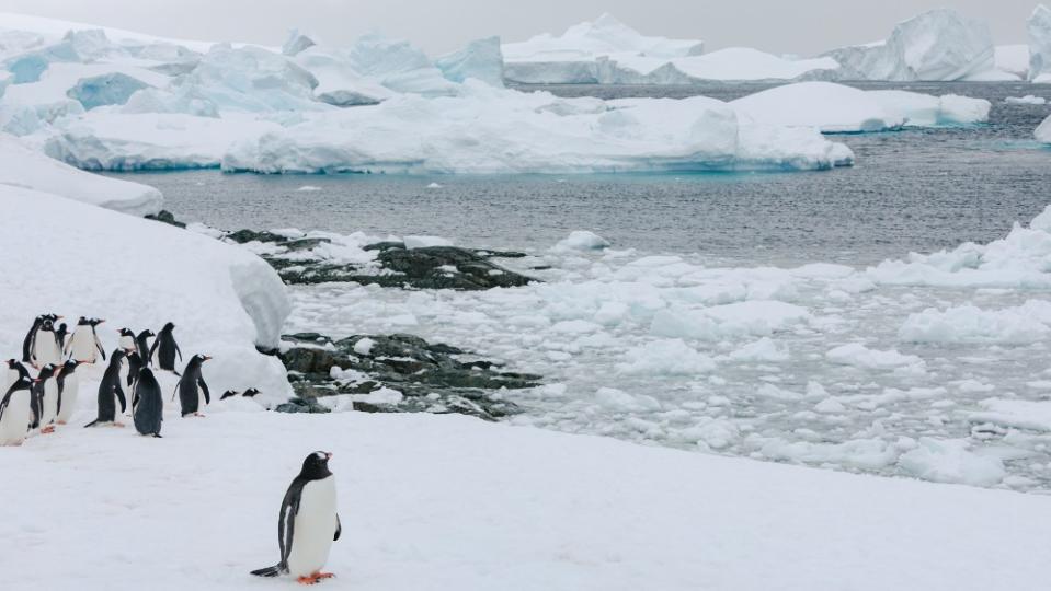 Penguins on Antarctica's Cuverville Island