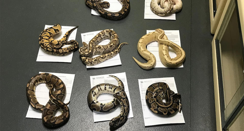 RSPCA investigating after 13 snakes found in child's pillow case behind a fire station