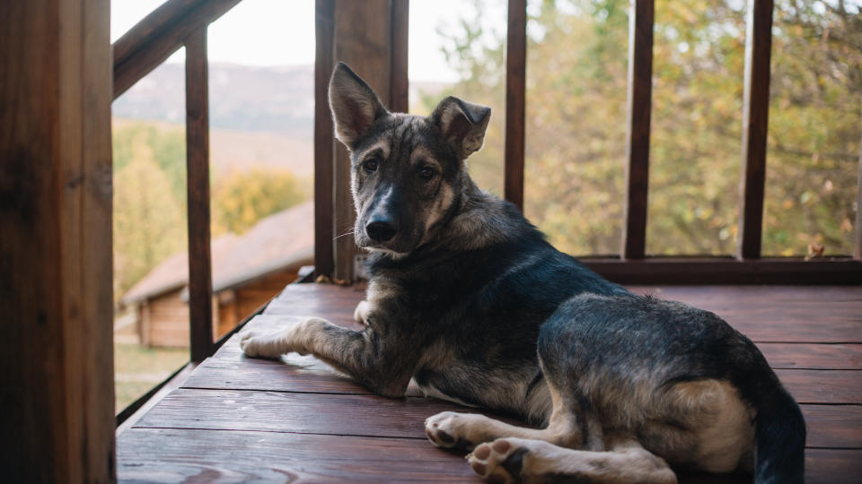 Dog guarding home