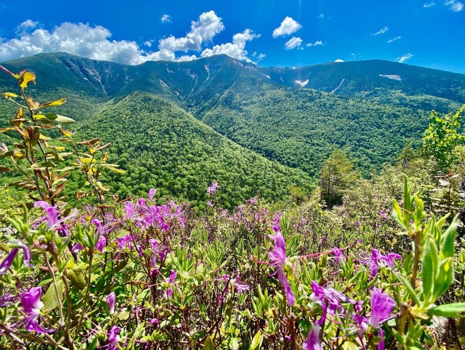 Rhodora plants are blooming now and can be found on river or stream banks, bogs and mountainsides like these along a trail in Franconia Notch.