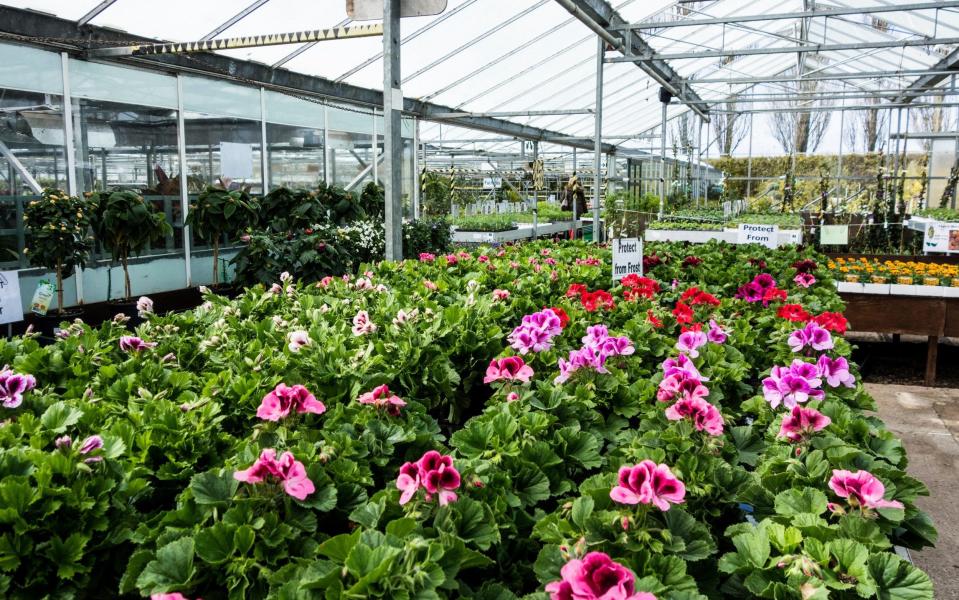 A garden nursery in early spring - Credit: Trevor Chriss/Alamy