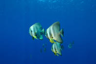 Batfishes in the blue (Platax teira), New Britain, Papua New Guinea. Copyright: © Jurgen Freund / WWF-Canon