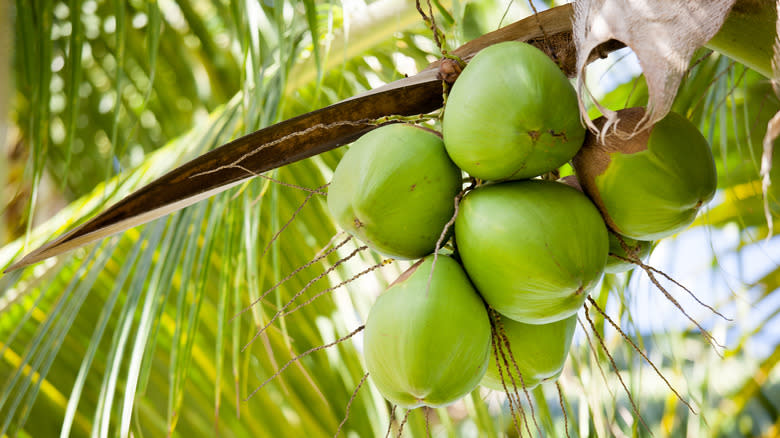 coconuts growing on tree