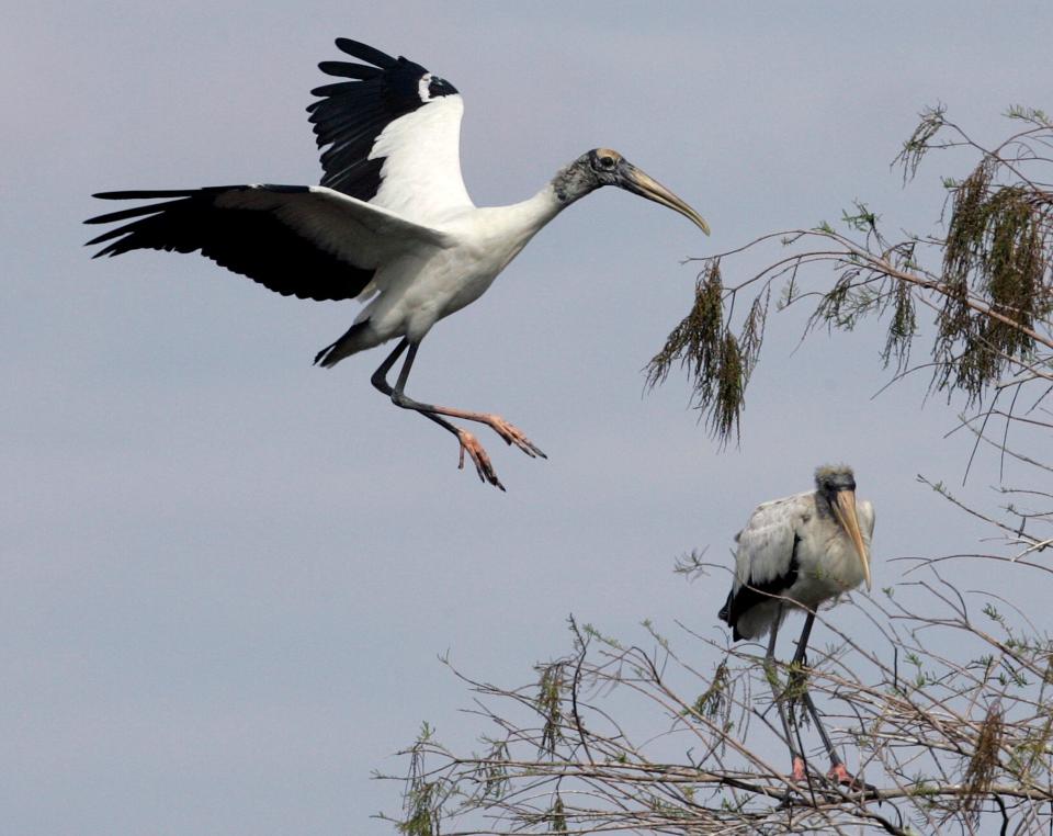 A wood stork prepares to land in a tree at Big Cypress National Preserve.