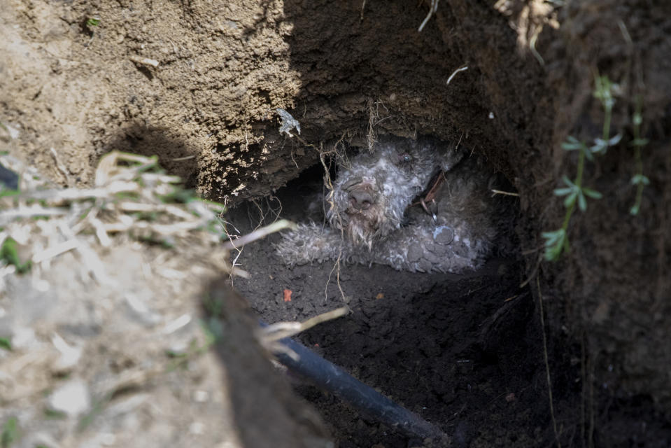 Arlo the dog fell into the den while walking in a field in Kingsbury Episcopi. (SWNS/RSPCA)