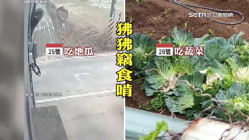 農田、作物都有狒狒啃咬痕跡，令農民相當困擾。（圖／翻攝自我是富岡人臉書）