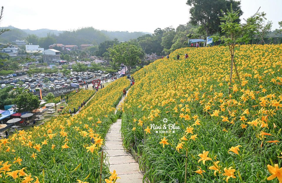 彰化花壇｜虎山巖 金針花