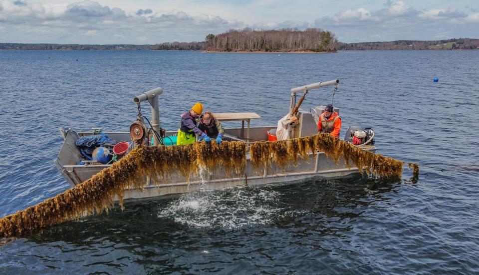 A pilot project for seaweed cultivation is underway in Mahone Bay, NS.  A new report suggests the industry could be worth almost $40 million in Nova Scotia within three to five years.