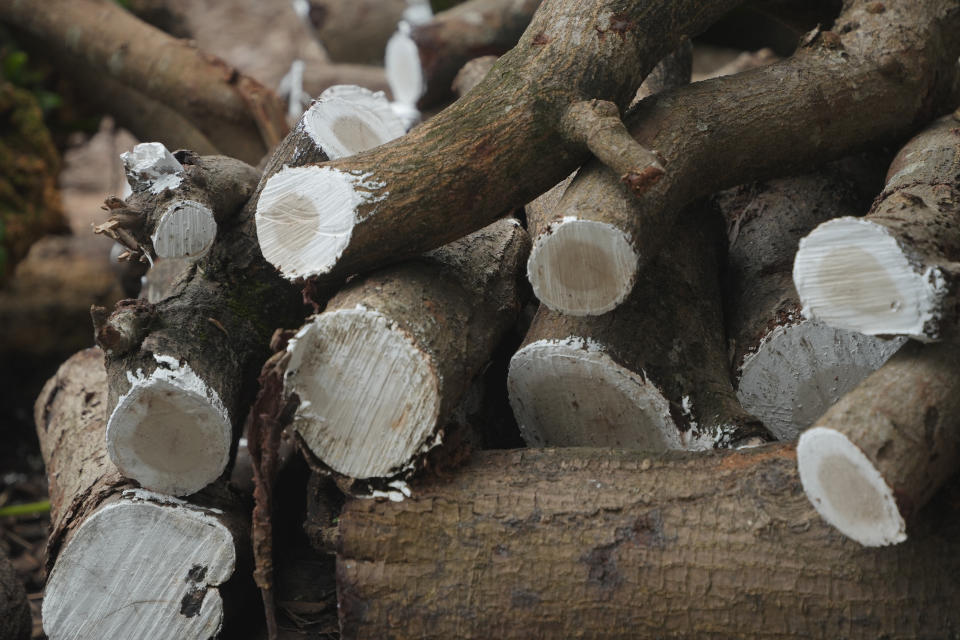 中大藝術系回收的木材大部份是台灣相思，需塗上防水漆或用蠟封住橫切面，避免水份被急速抽乾而產生裂縫