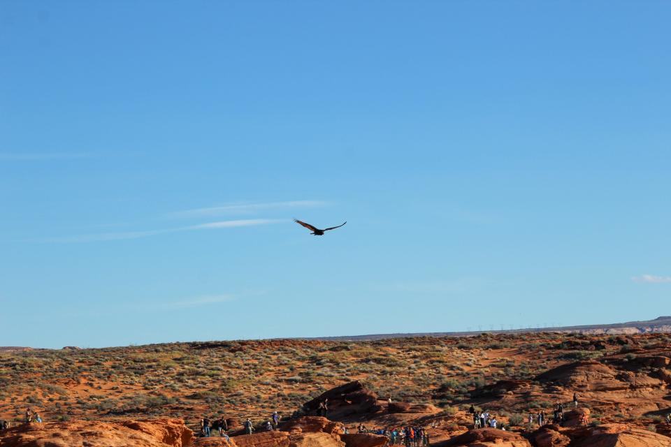 A California condor soars over crowds near Horseshoe Bend in northern Arizona. Five young condors were released at Vermilion Cliffs National Monument.