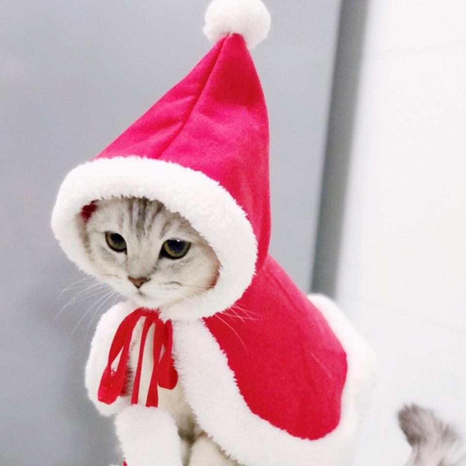 Cat wearing a Christmas Santa Outfit Cloak with Hat for Cats