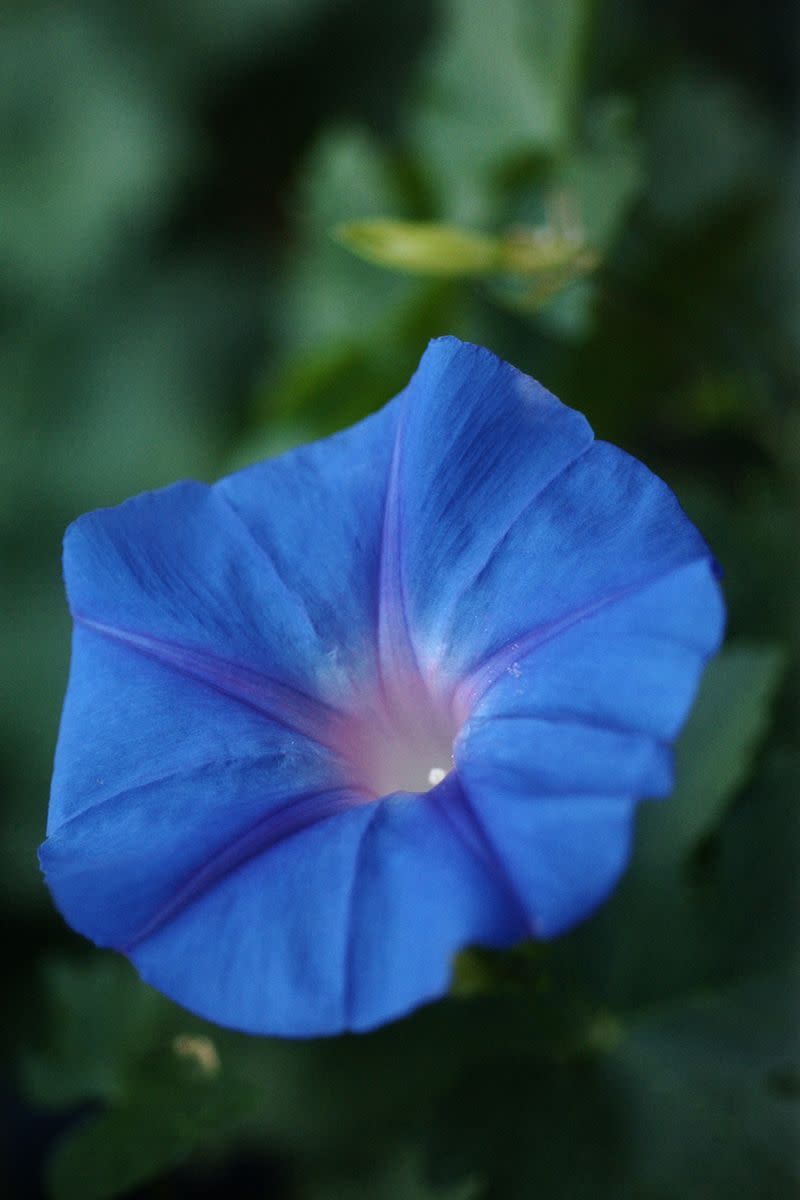 Moon flowers actually bloom in response to the moon.