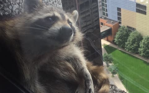 #mprraccoon