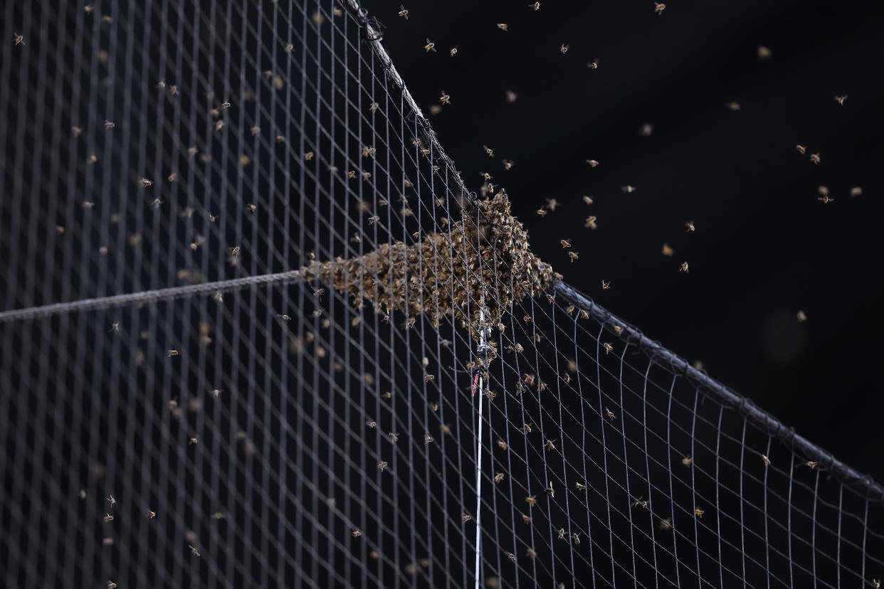 PHOENIX, ARIZONA - APRIL 30: Detail of a bee colony formed on the netting behind home plate causing a start delay for the MLB game between the Arizona Diamondbacks and the Los Angeles Dodgers at Chase Field on April 30, 2024 in Phoenix, Arizona. (Photo by Christian Petersen/Getty Images)