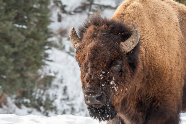 Bison roam in Yellowstone National Park in February 2022. Yellowstone is developing a new bison population management plan that could cut the number slaughtered each year and transfer more to Native American tribes. The plan would aim to maintain a population range similar to the last 20 years at 3,500 to 5,000.