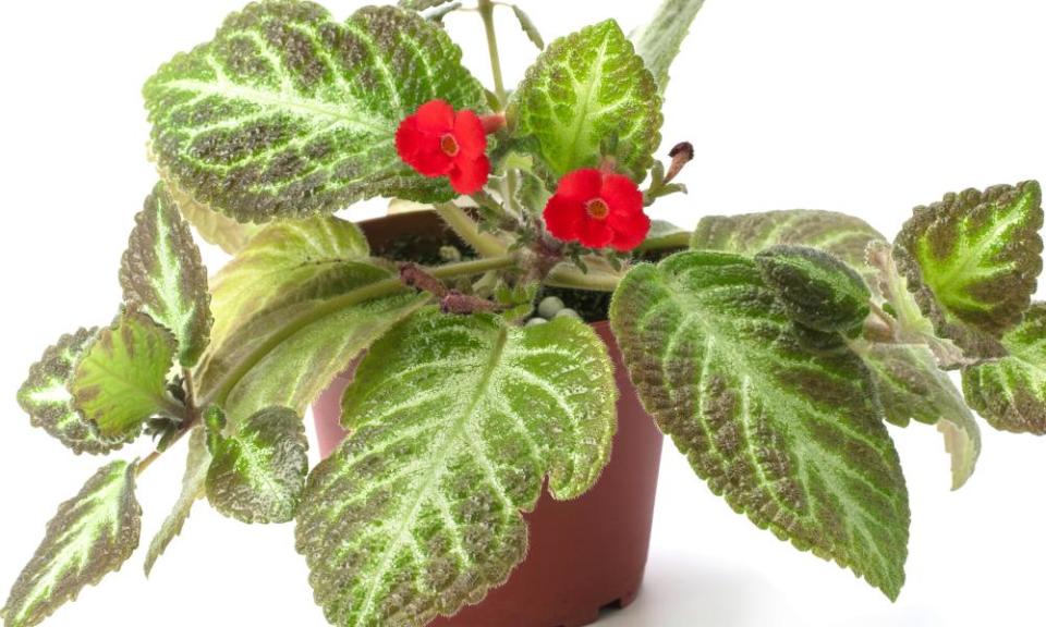 Red Episcia flower isolated on a white background. Red flower and green leaves.