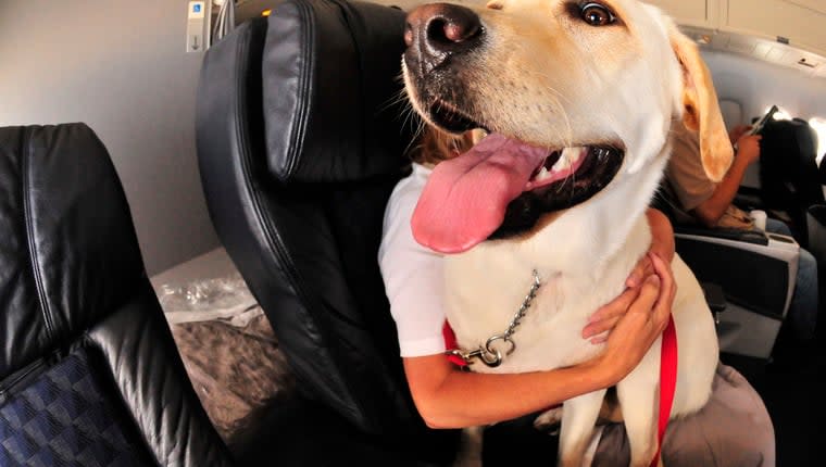 Hero Dogs Treated To First-Class Flight