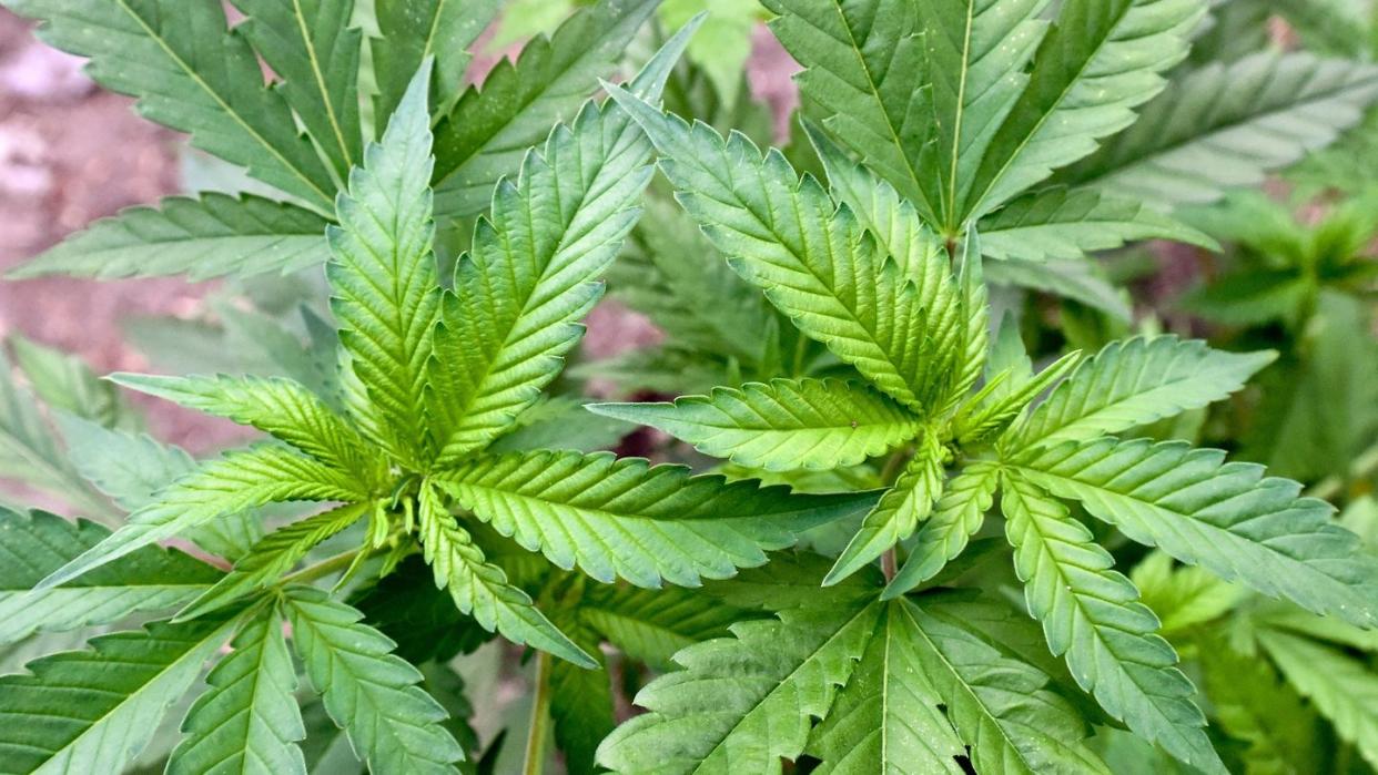 Es ist eines der großen gesellschaftlichen Vorhaben der Ampel-Koalition: Cannabis soll für Erwachsene bald in Grenzen legal sein. (Bild: dpa)